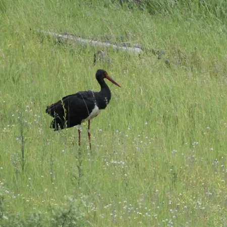 Kwatera prywatna Dolina Wardynki Suliszewo