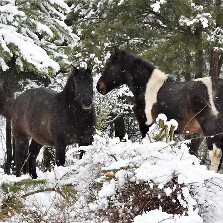 Dolina Wardynki Kwatera prywatna *