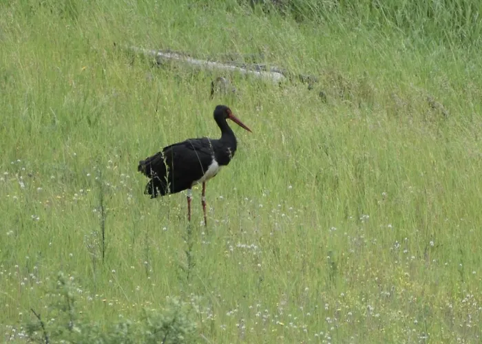 Privatunterkunft Dolina Wardynki Suliszewo