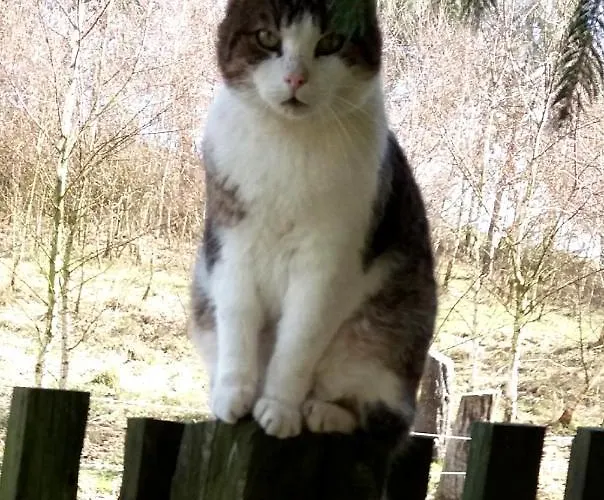 Ubytování v soukromí Dolina Wardynki *